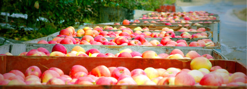 Washington apple forecast predicts return to normal with exceptional quality