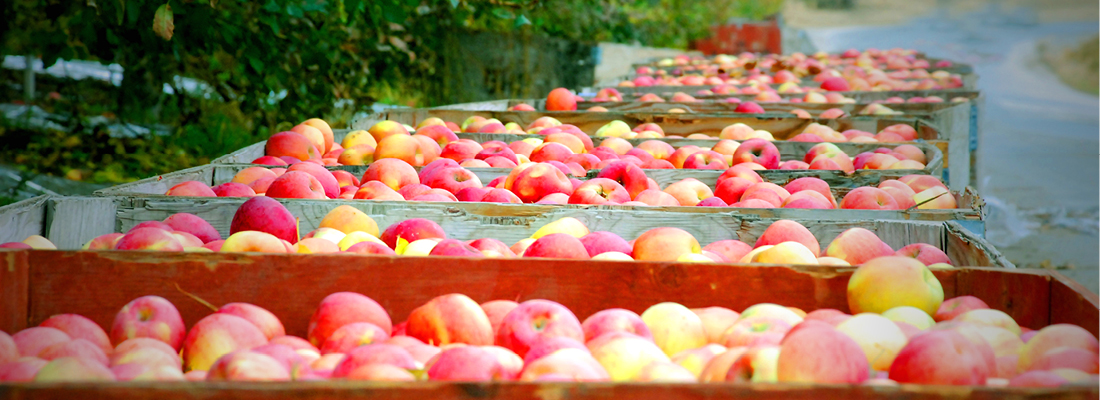 Washington-apples-bins