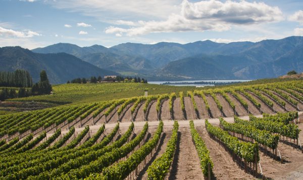 WSU students demonstrate how terrain affects wine taste with new Rieslings