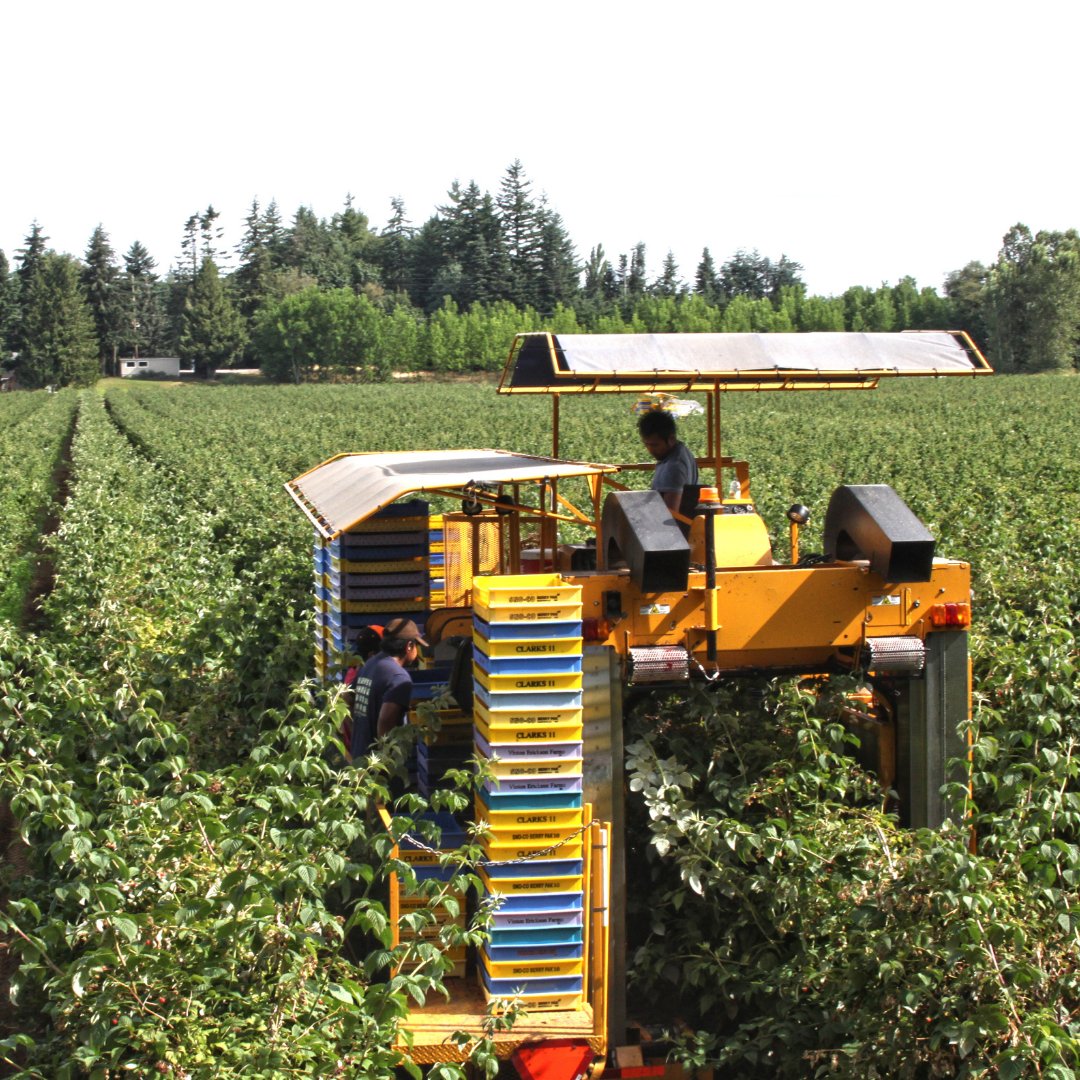 Workers harvesting Washington red raspberries with field containers of raspberries.
