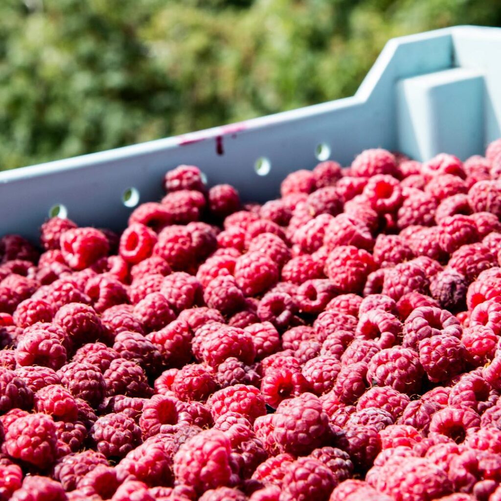 USMCA review: Washington grower sounds off on cheap Mexican produce imports