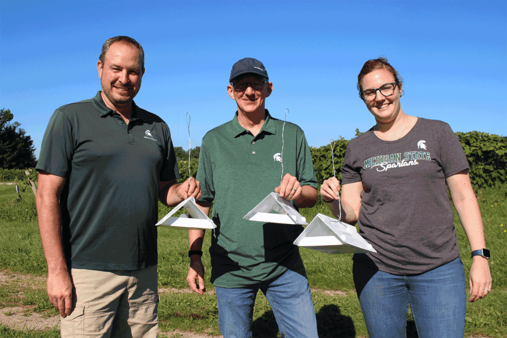 SWD-killing wasps released in Michigan to protect fruit