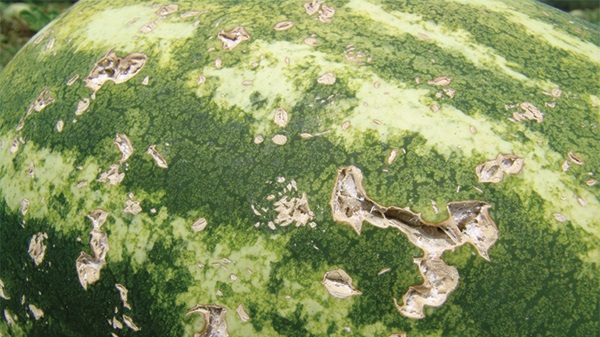 Biotic vs. abiotic: tips on diagnosing plant damage