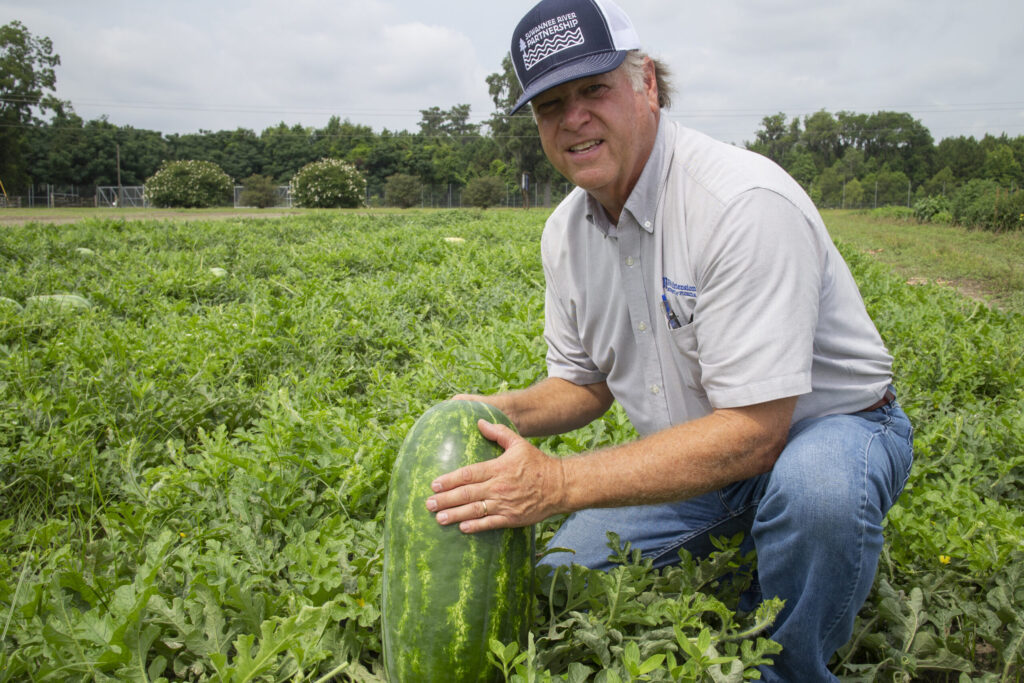 Florida watermelon growers benefit from UF disease, nutrient info