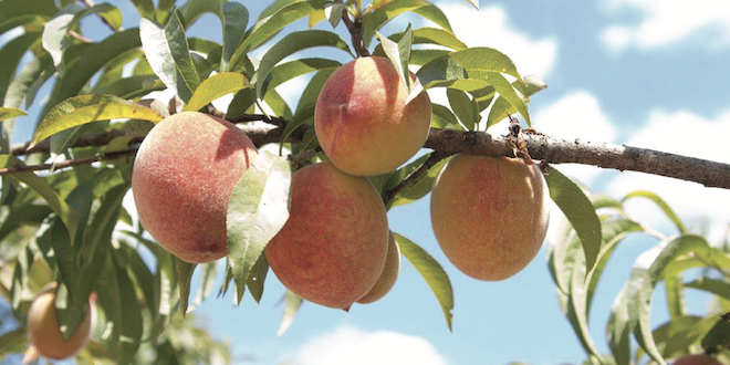 Partnership brings Titan Farms into organics