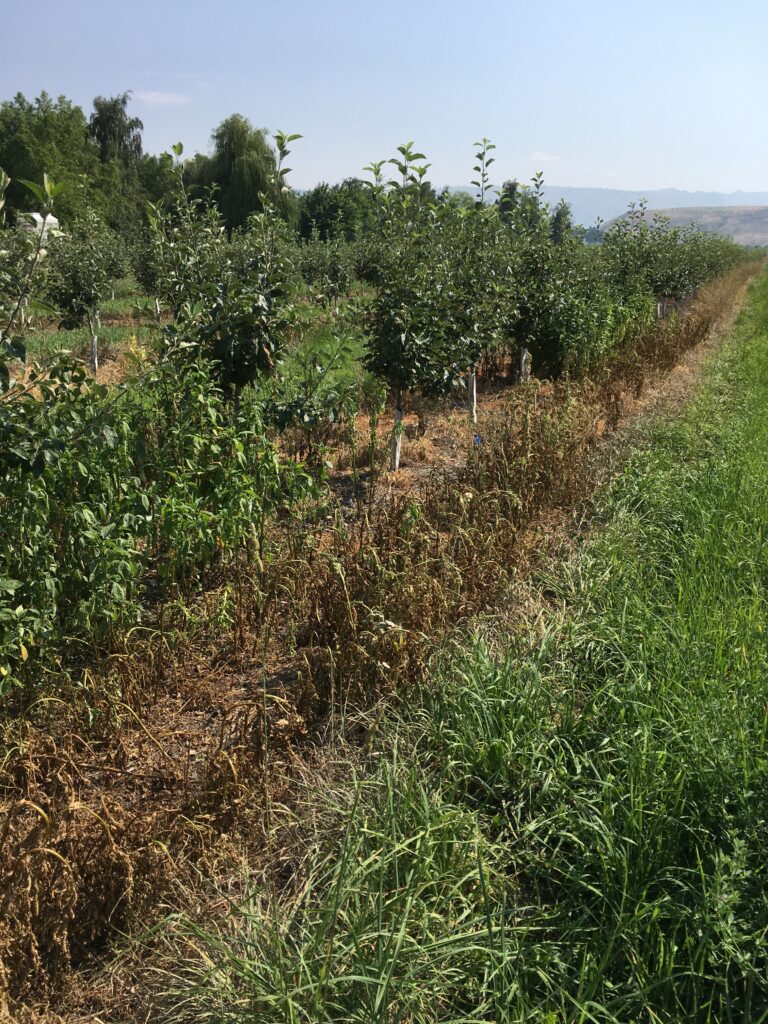 Virtual workshops on Integrated Weed Management to be offered