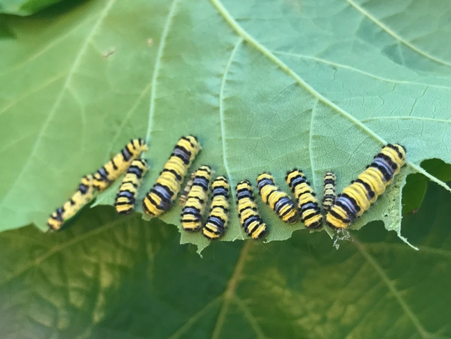 Grapevine pest found in California wine county