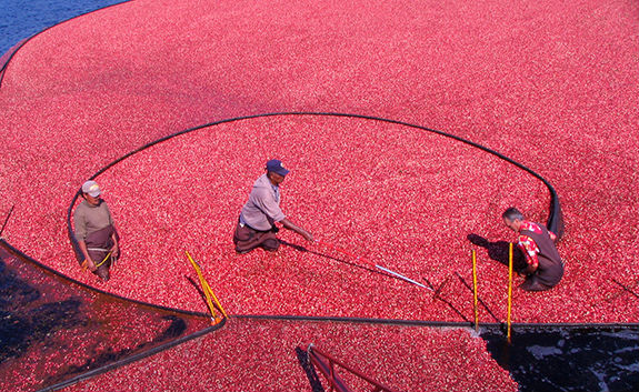 CCCGA to honor 200th anniversary of cranberry growing