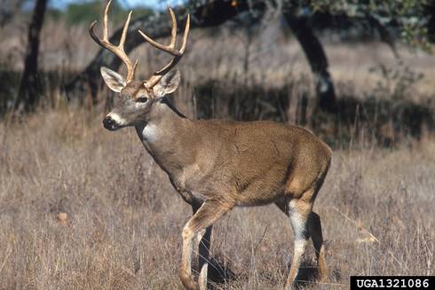 Wildlife management resource available