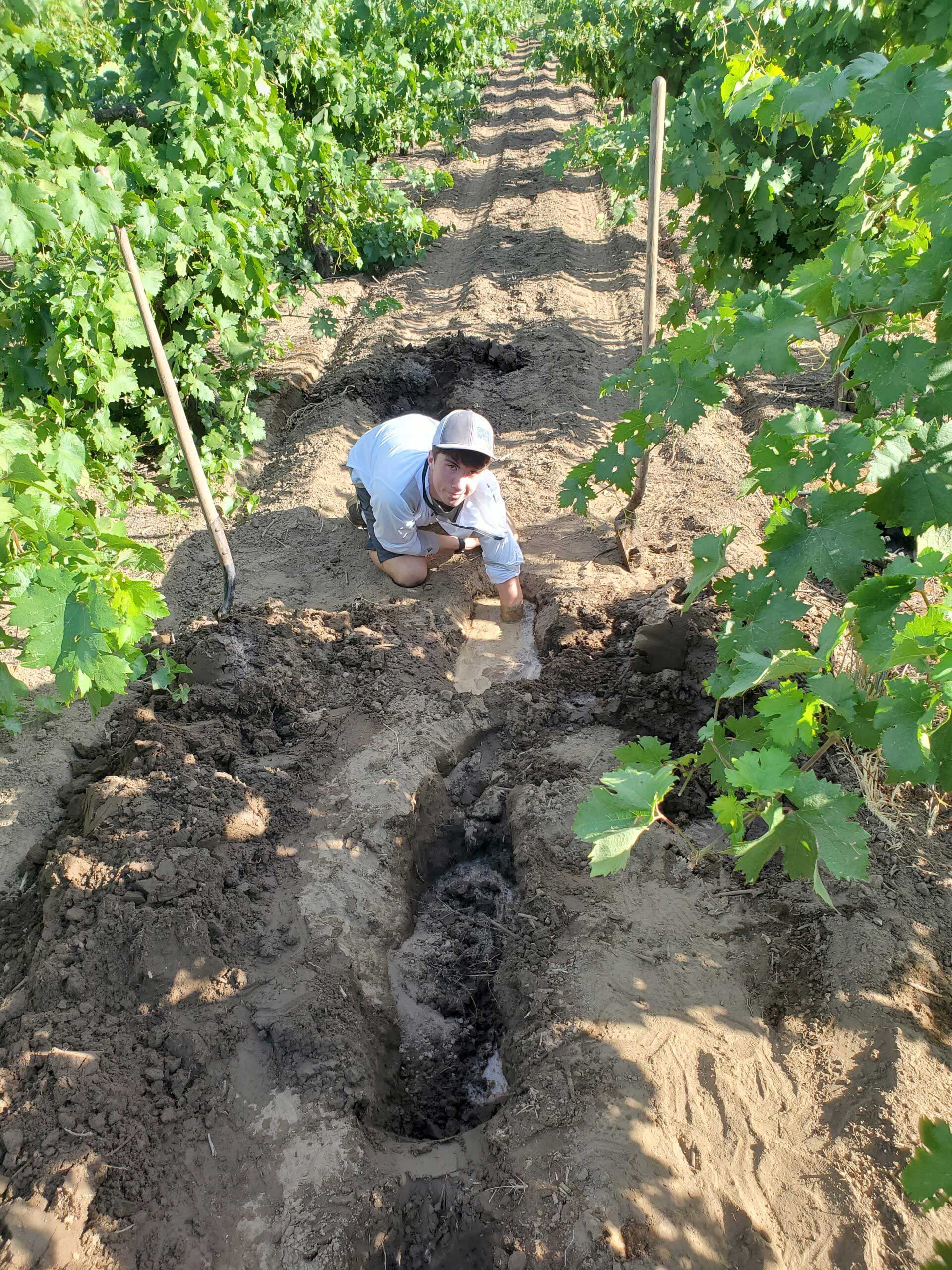 Photo of worker repairing gopher damage in vineyard.