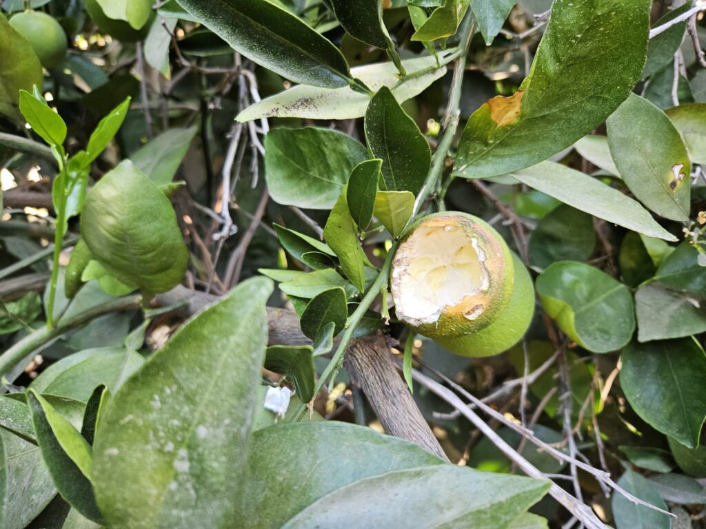 Rodent attack: How growers can battle rat, squirrel, gopher damage