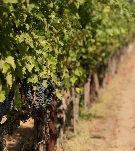 What are the solutions for climate change-impacted grapes?