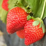 Close-up photo of strawberries