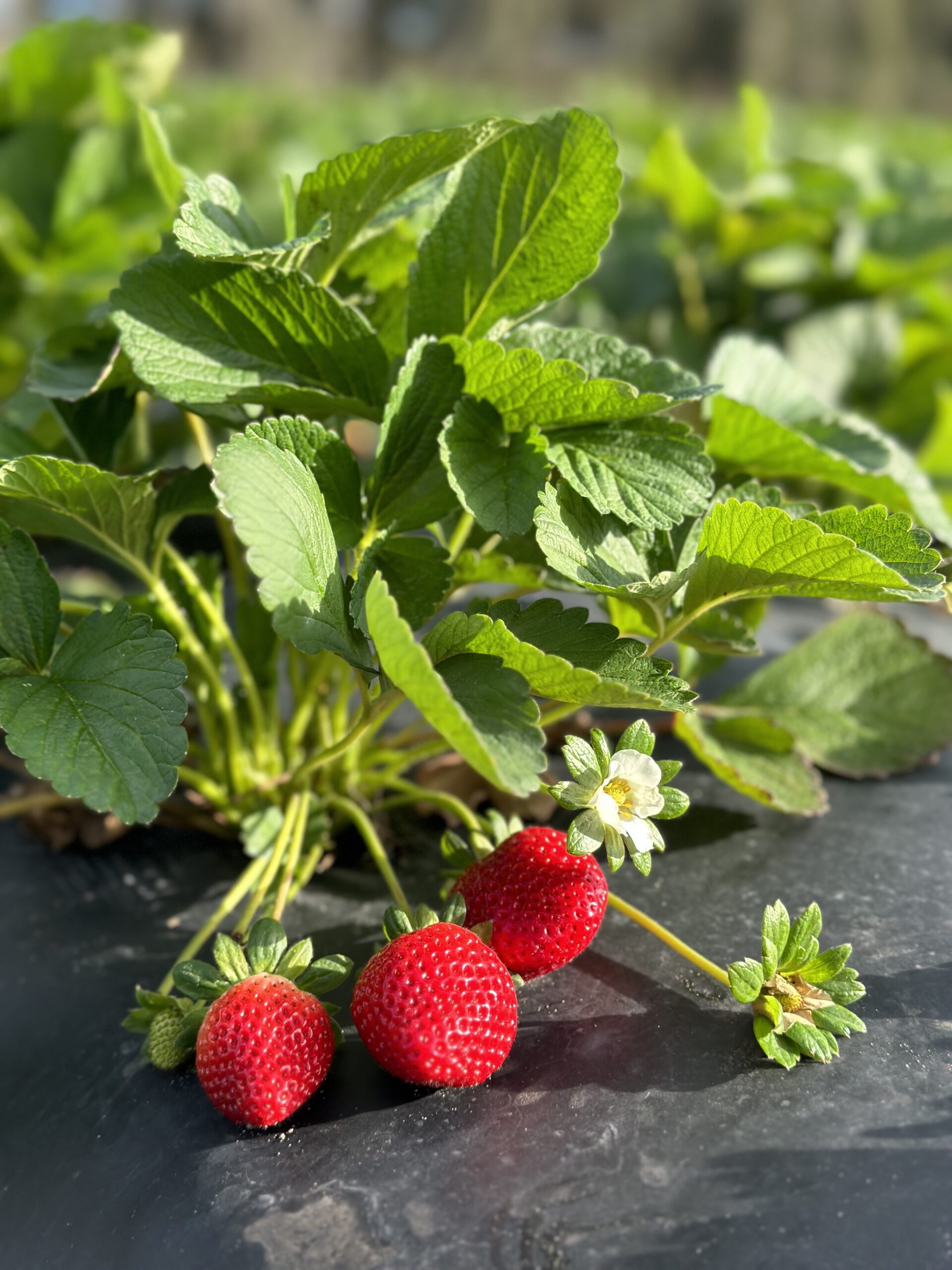 Three small strawberries attached to greenery