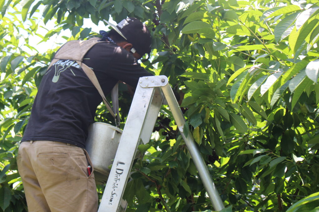 Organization pursues migrant labor recruitment improvements