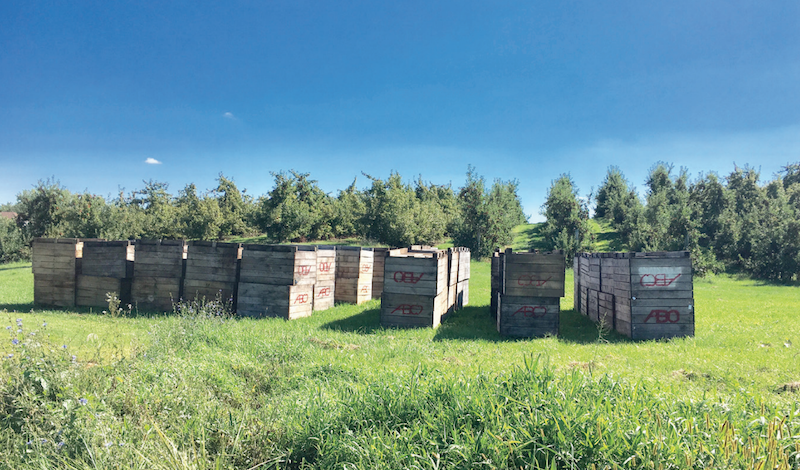 Managing your bin piles for increased codling moth control