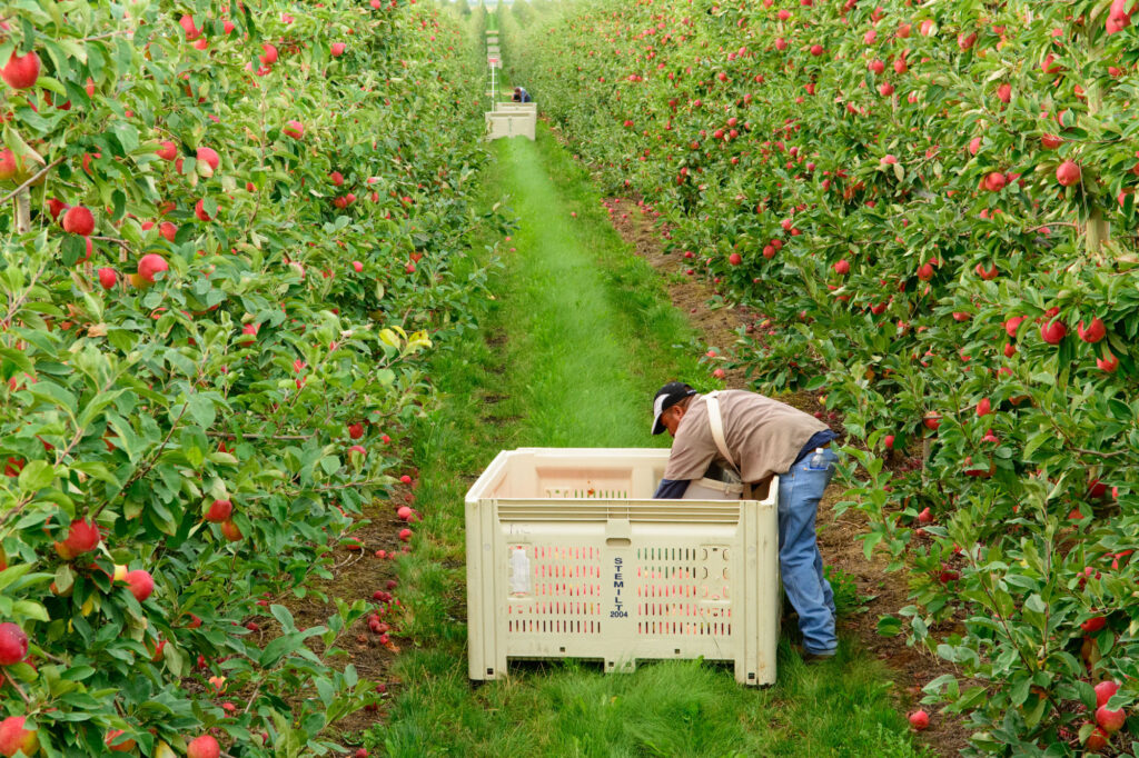 MSU study shows farm labor changes, challenges