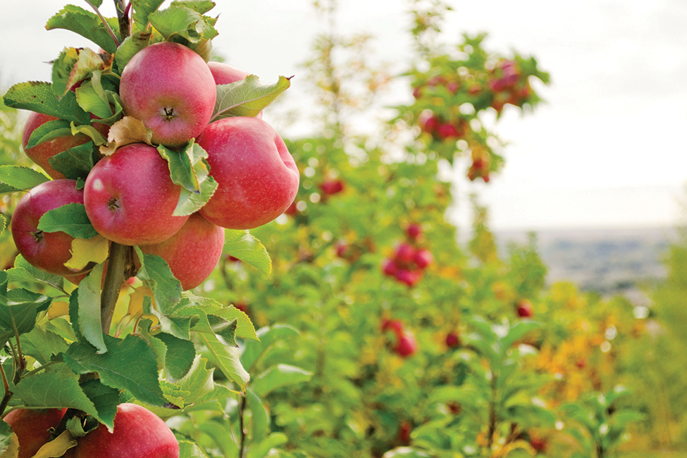 Close-up of Pink Lady apples on a tree