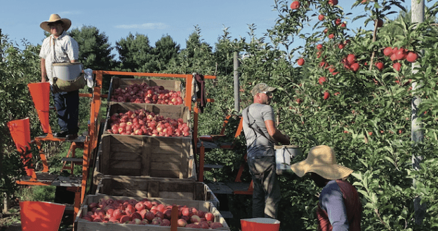 labor AEWR Adverse Effect Wage Rate H-2A H2A farm worker farmworker harvesting