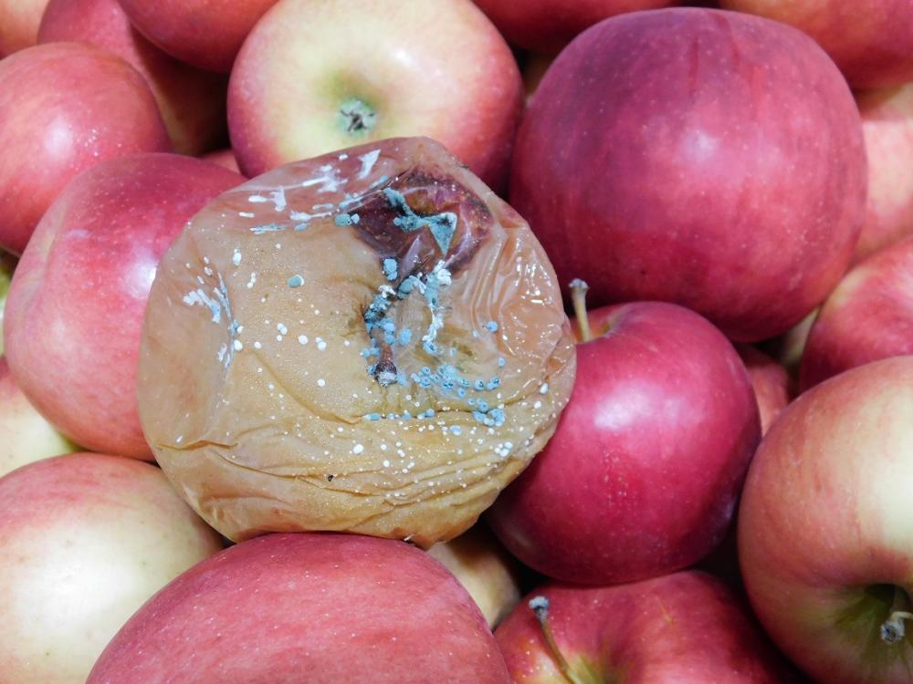 Penn State scientists to explore postharvest fruit rot