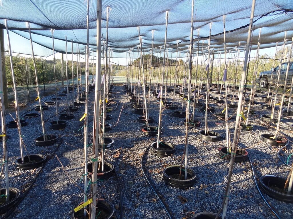 Applying compost in apple orchards could reduce need for synthetic fertilizer