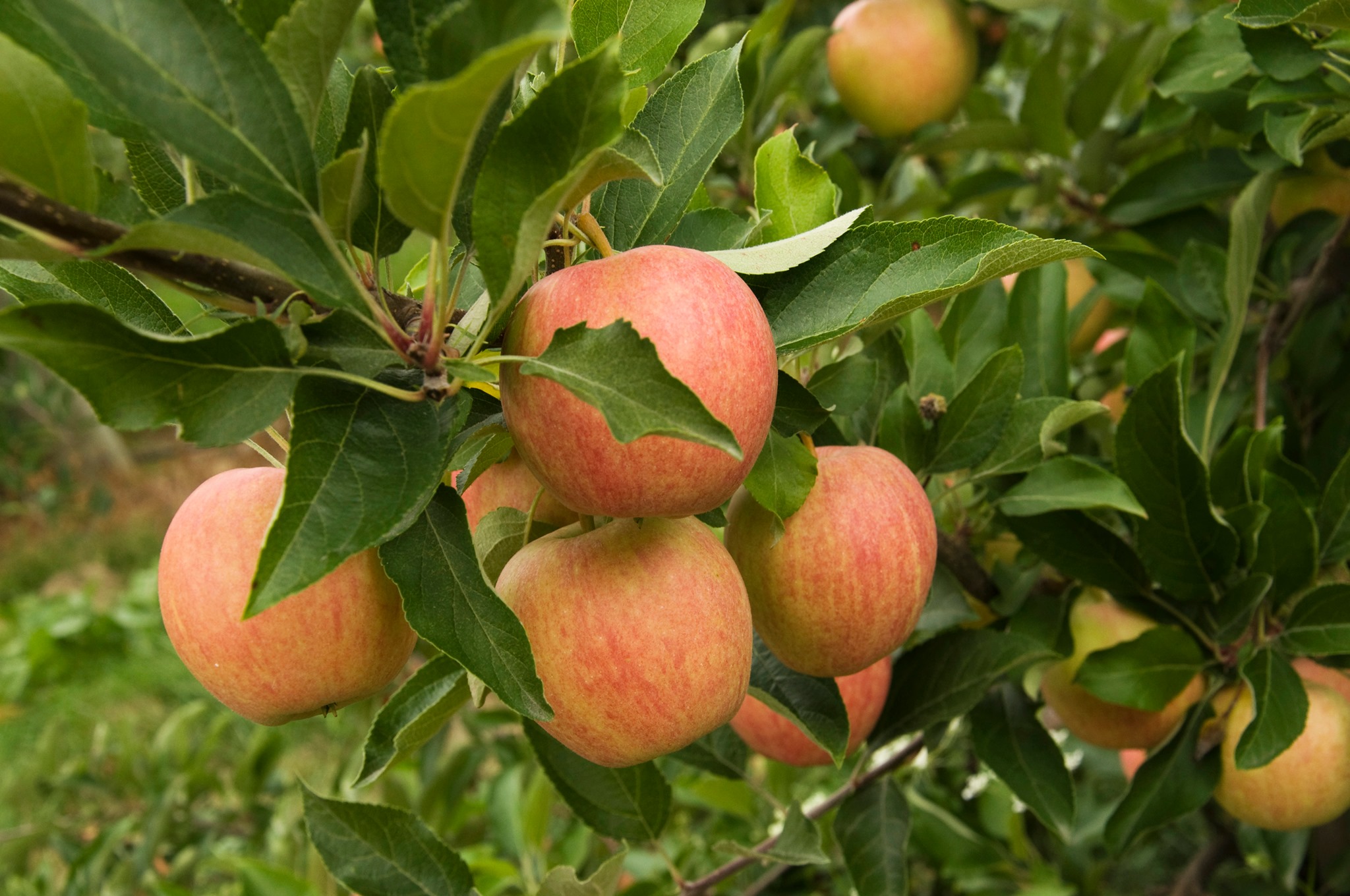 apples Michigan
