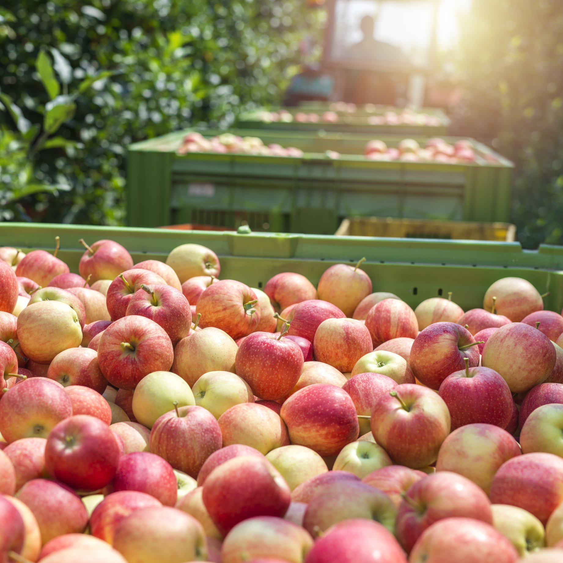 apples Michigan bins