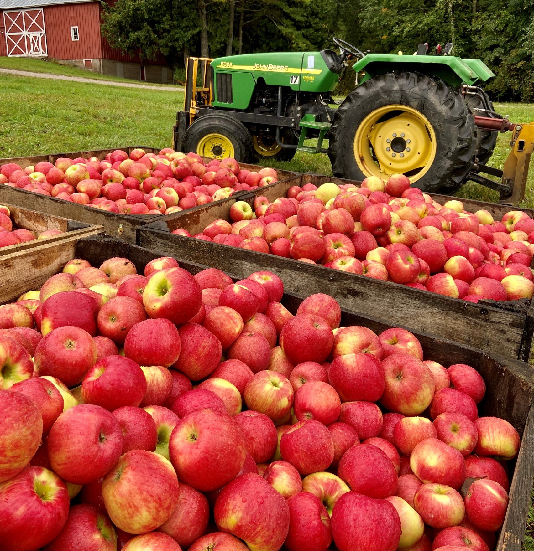 apples Michigan bins