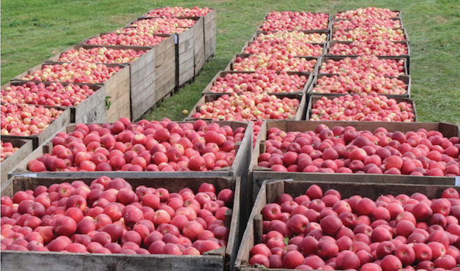 Indian farmers protest U.S. apple tariff cuts