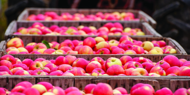 Michigan Apple Committee showcases orchards for Women’s History Month