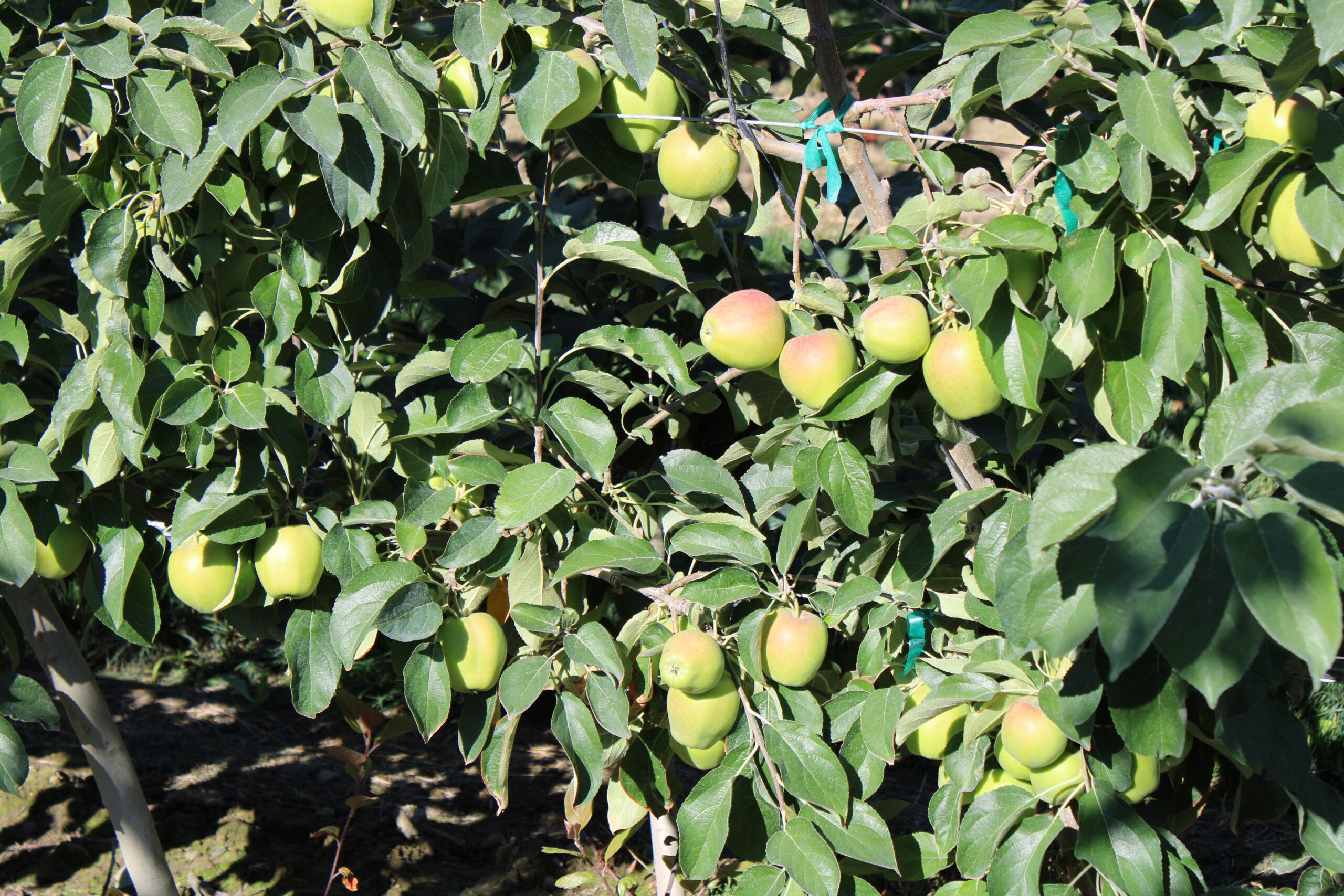 green apples in orchard