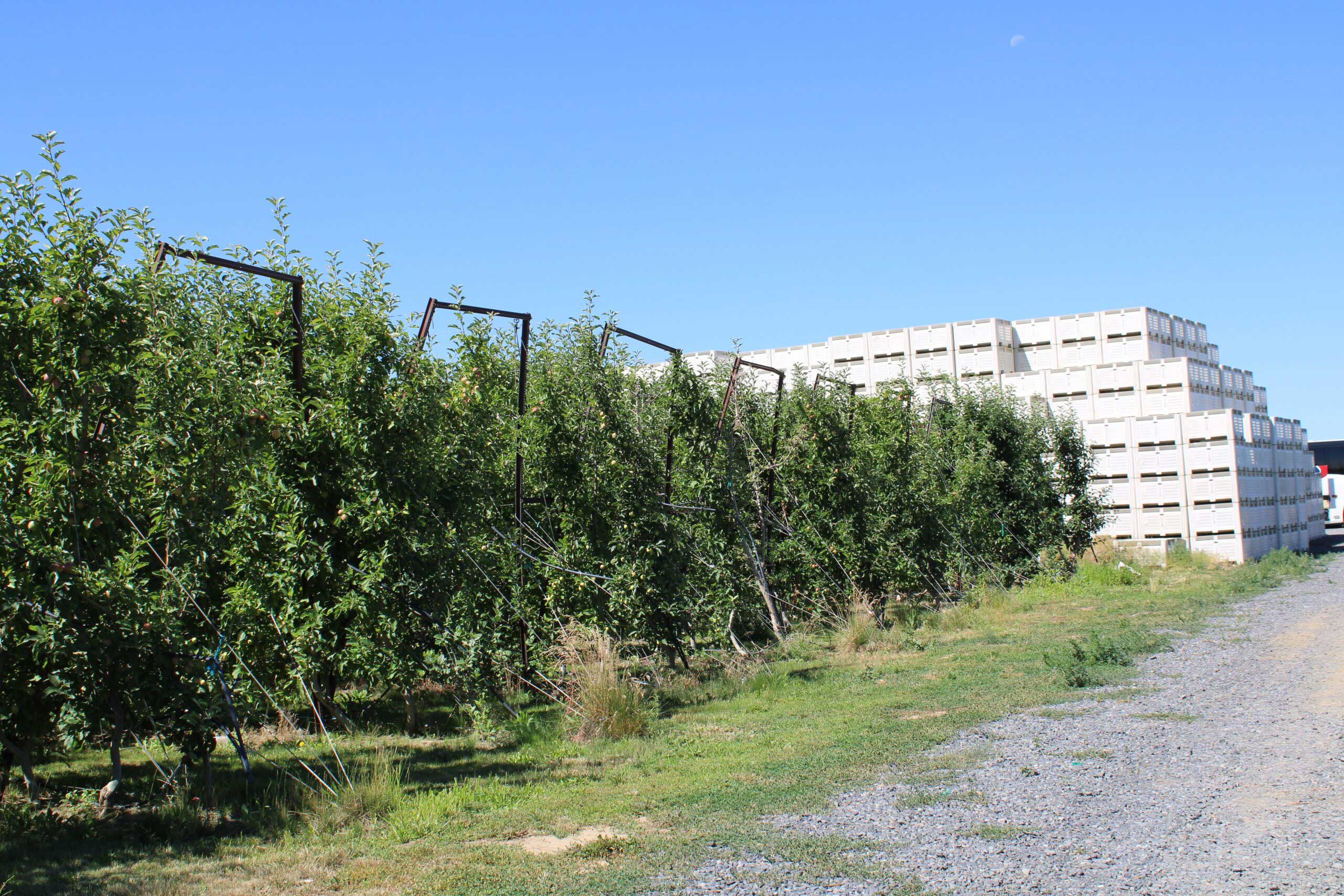 apples in orchard rows