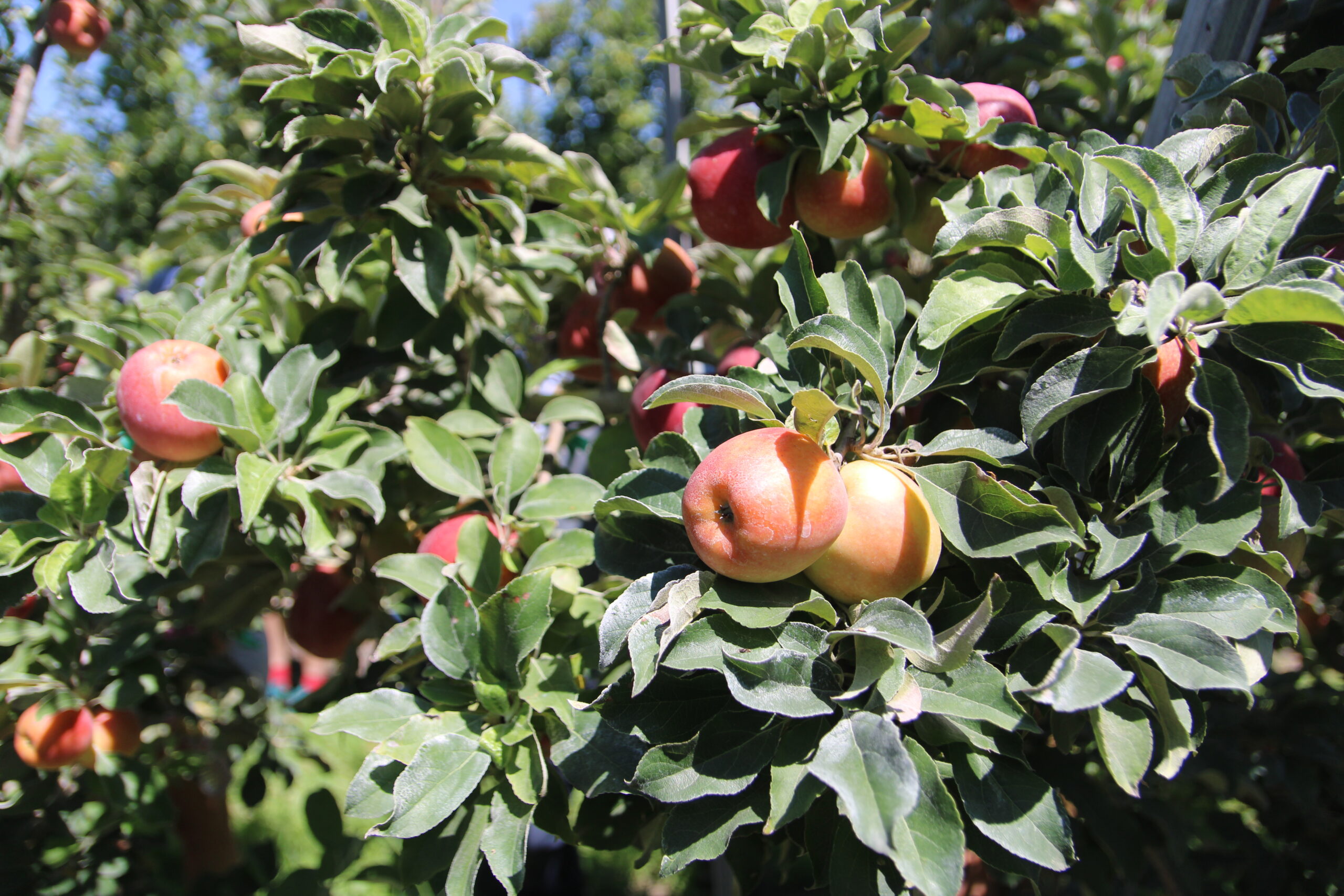 red apples in orchard
