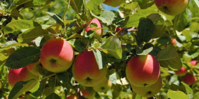 USDA to seek bids for fresh apple purchases