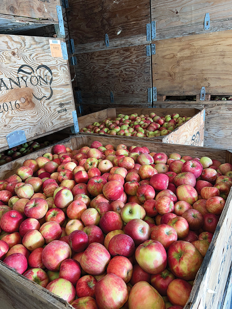 Controlled atmospheric apple storage. Photo courtesy of Storage Control Systems.