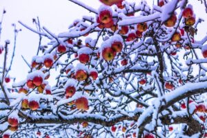 Freeze fallout: Florida tallies massive losses in fruit, vegetable and specialty crops