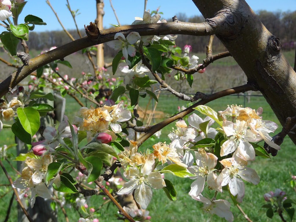 New tool gives apple farms hope in fight against spring freezes