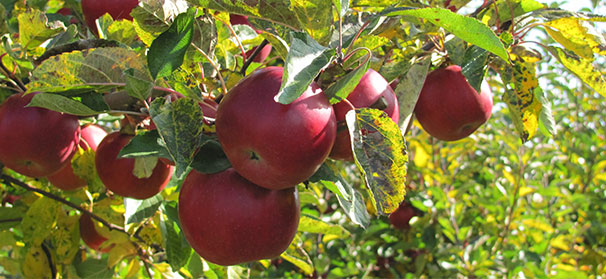 Georgia farm leads in apple orchard contest
