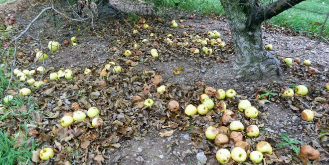 Vigilance during season wrap up aids disease management for 2017