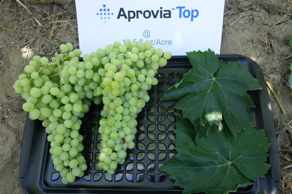 Aprovia Top fungicide from Syngenta now registered for use in California