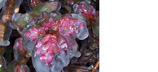 Ice can save your blueberries during a freeze