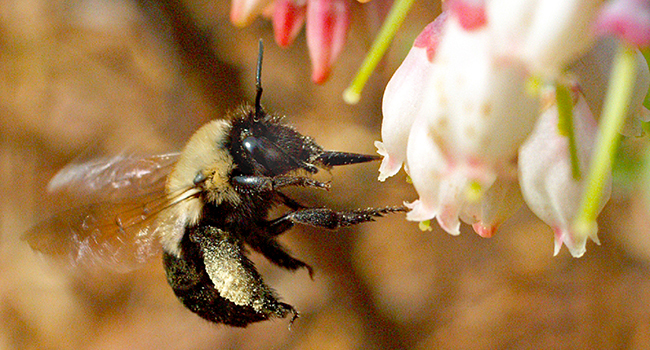 Successful pollination key to strawberry, blueberry production