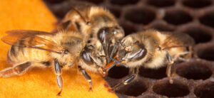bees_Story_606x279.jpg