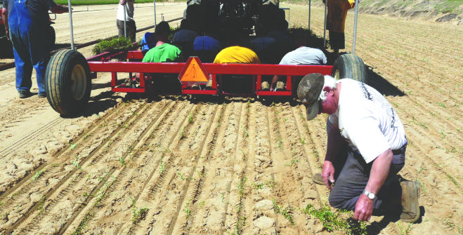 Breeder focuses on developing resistant varieties