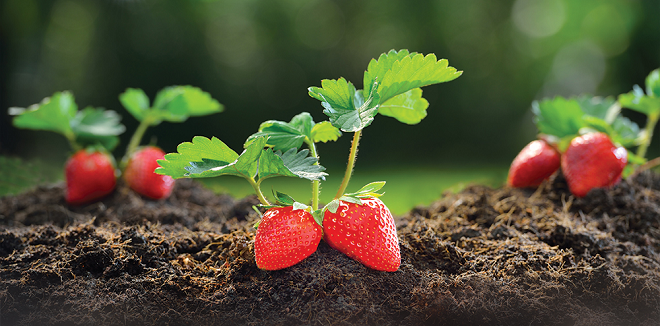 Economics drives the global biologicals market