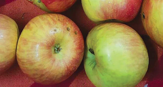 Research seeks suppression of bitter pit