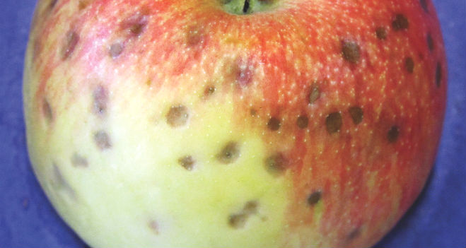 Crop load, better nutrient management curb bitter pit