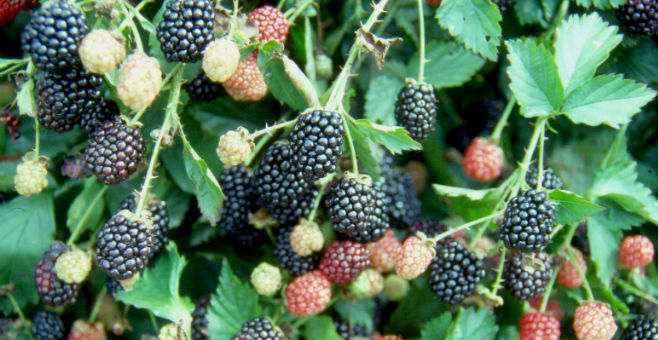 Agencies continue investigation of hepatitis A link in blackberries