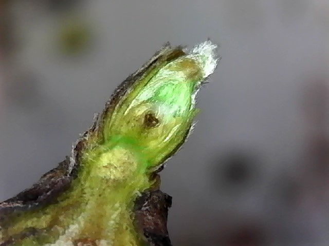 Impact of winter injury and spring freeze on blackberry