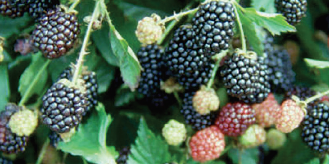 Results of a national stakeholder survey of the US blackberry industry